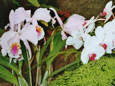 Orchideen