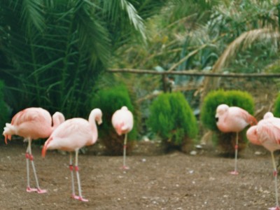 Flamingos