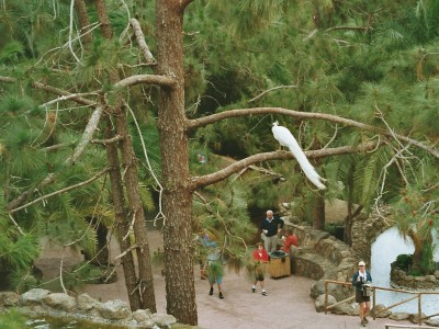 Kakadu auf Baum