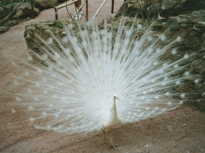 weißer Pfau